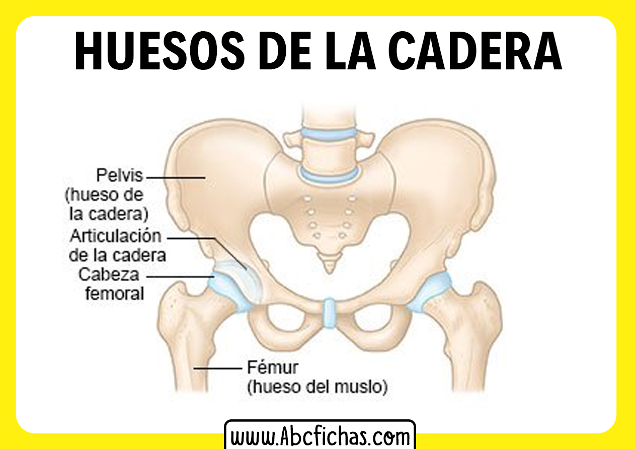 Anatomia de la cadera