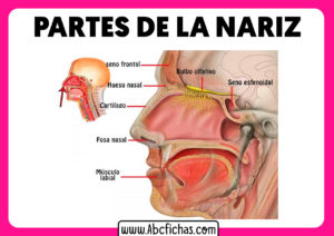 Anatomia de la nariz