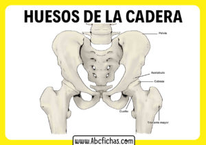 Anatomia de la pelvis huesos de la cadera