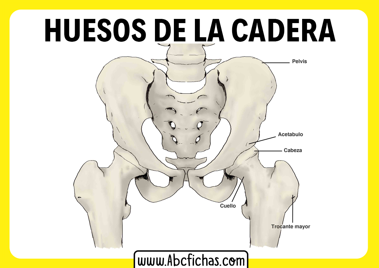 Anatomia de la pelvis huesos de la cadera