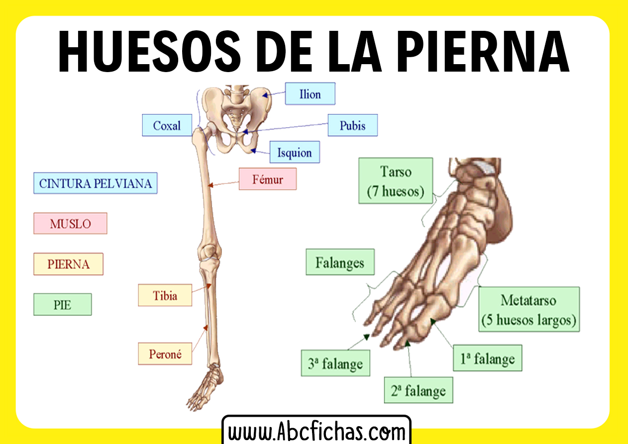 Anatomia de la pierna