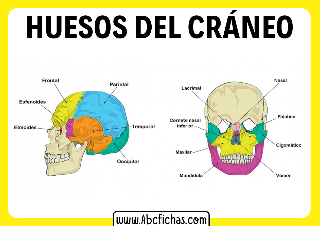 Anatomia de la cabeza