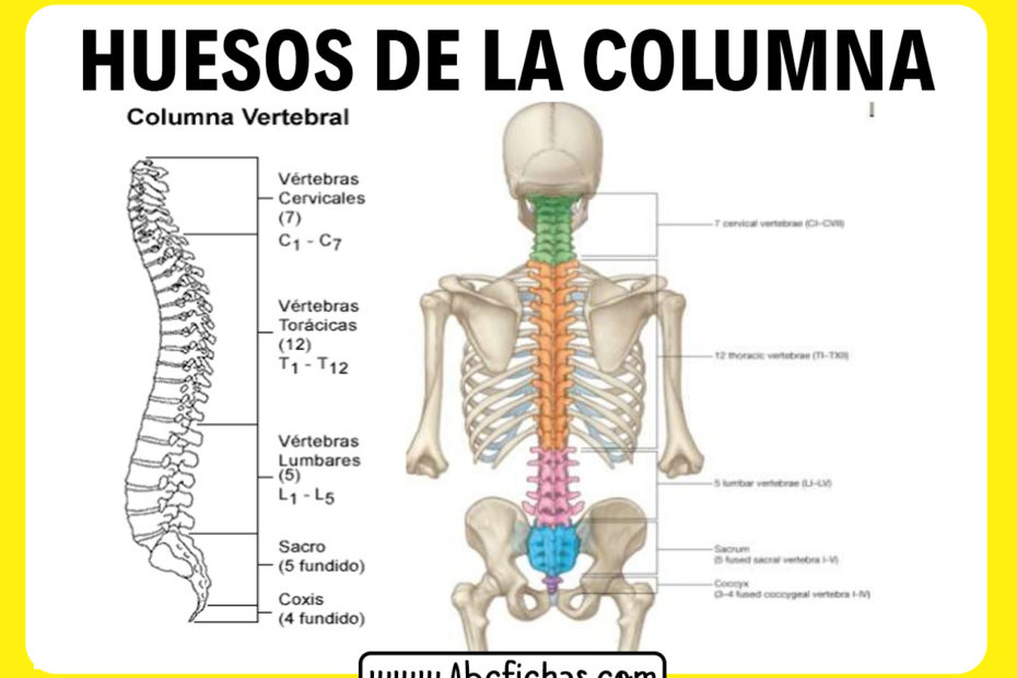 Anatomia de los huesos de la columna