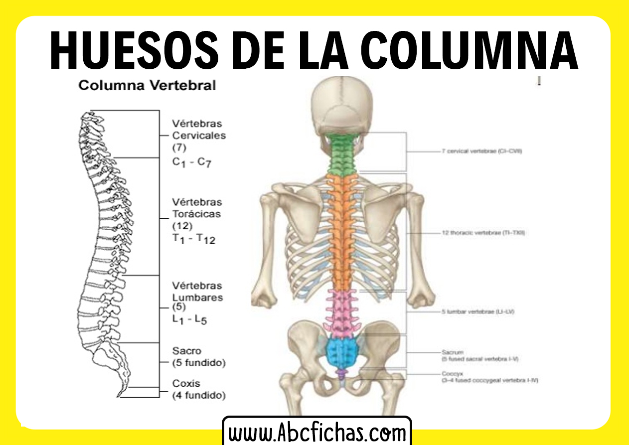 Anatomia de los huesos de la columna