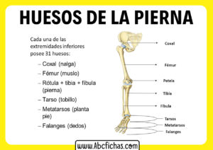 Anatomia de los huesos de la pierna