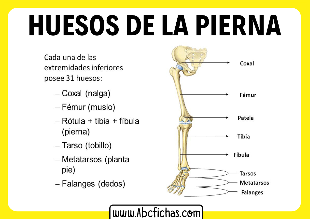 Anatomia de los huesos de la pierna