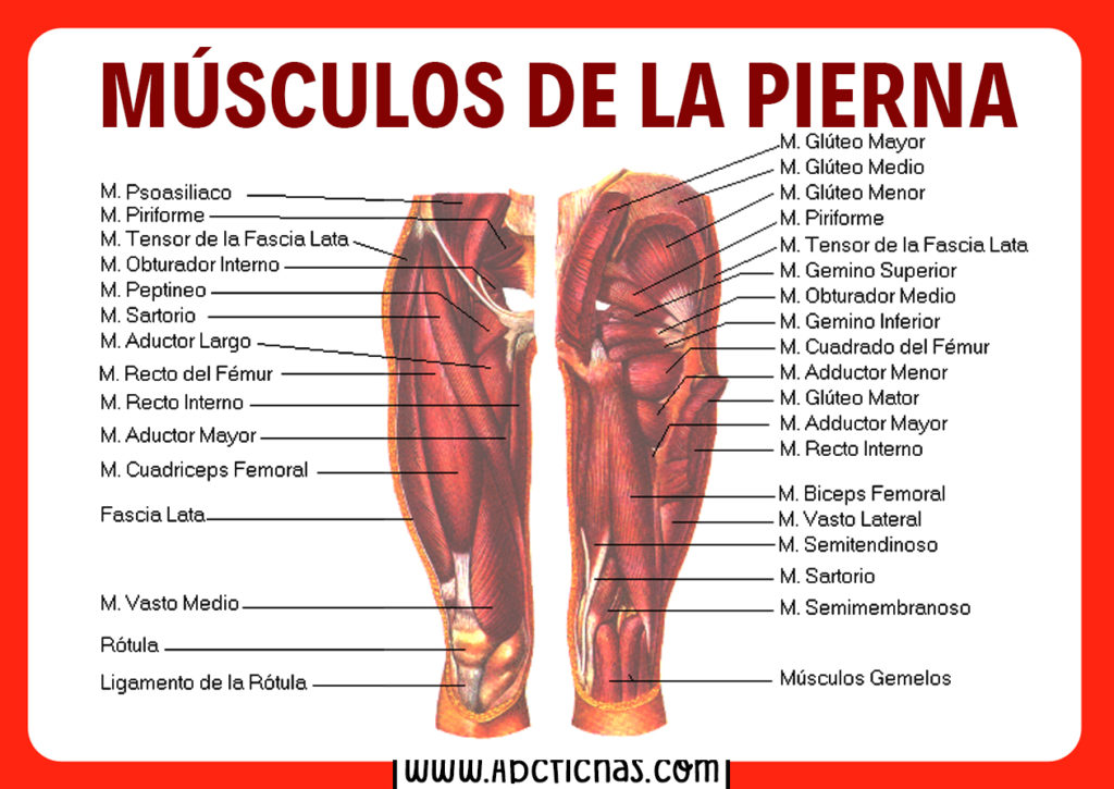 Anatom a de los m sculos de las piernas sistema muscular