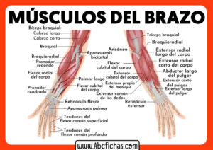 Anatomia de los musculos del brazo y antebrazo