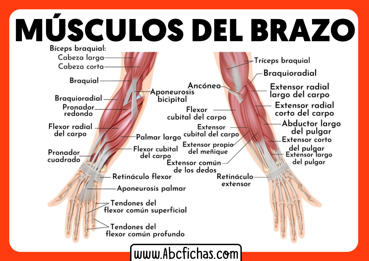 Anatomia de los musculos del brazo y antebrazo