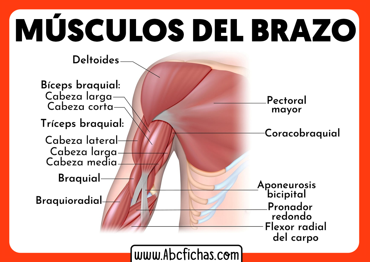 Anatomia de los musculos del brazo