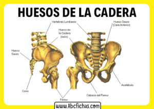 Anatomia de los huesos de la cadera