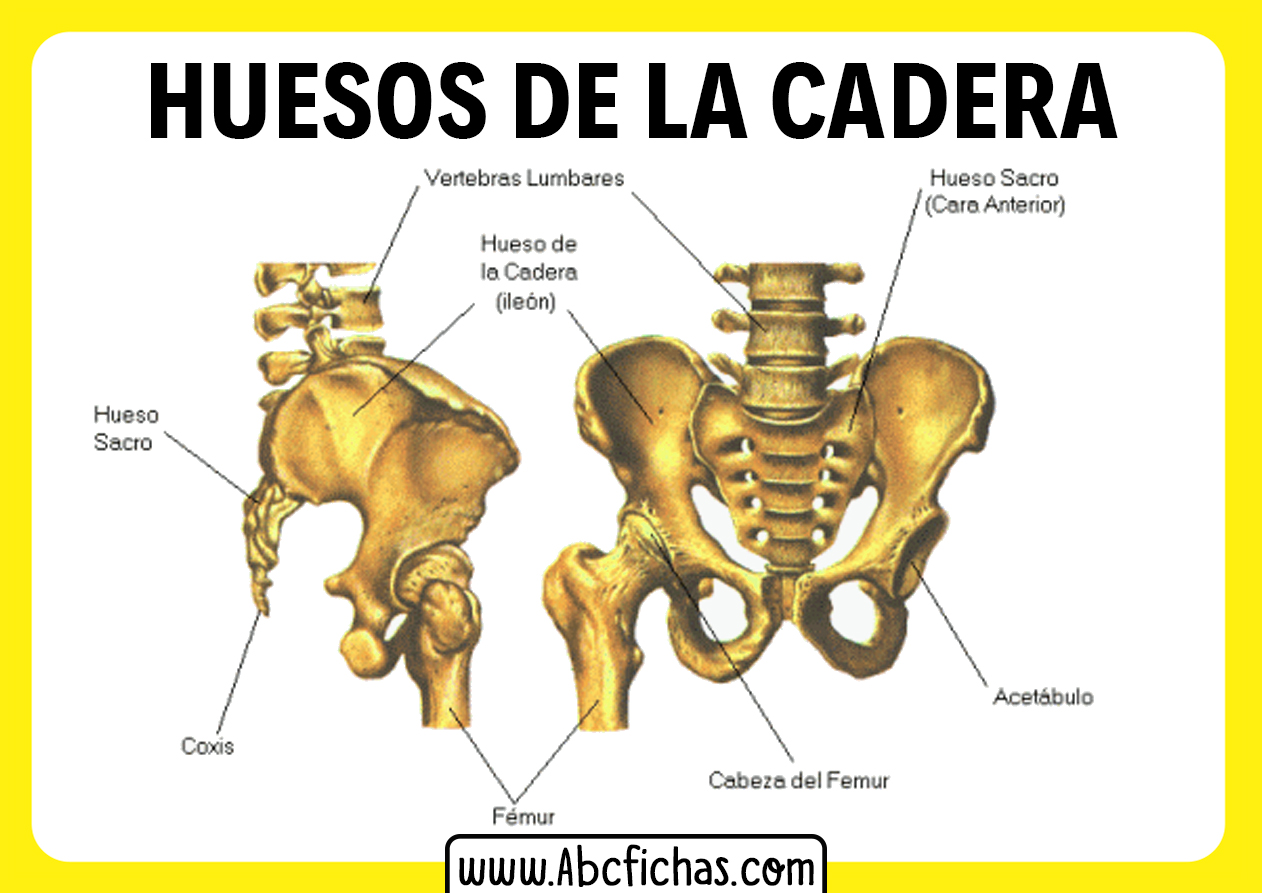 Anatomia de los huesos de la cadera