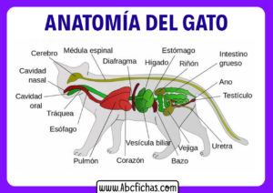 Anatomia de un gato