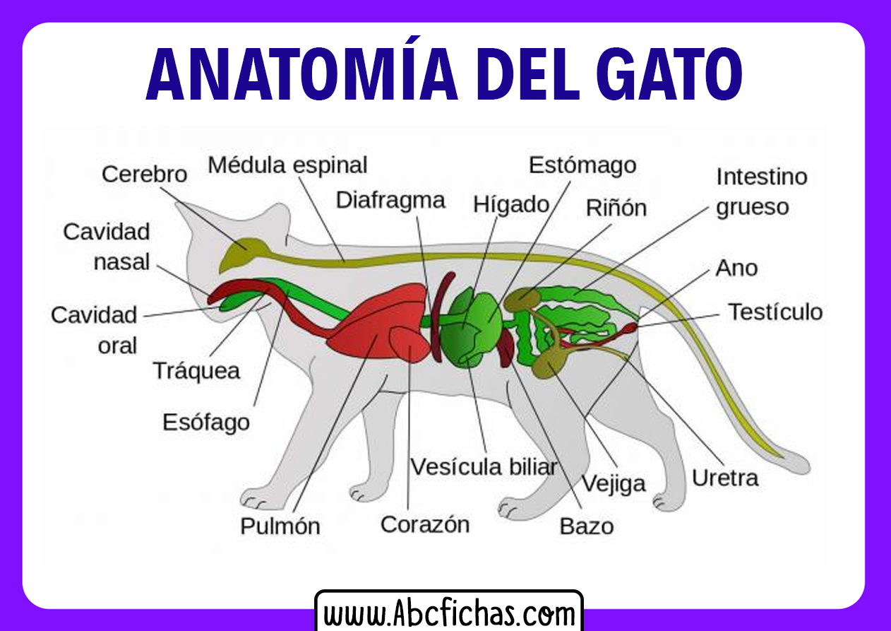 Monarca laberinto Amigo Anatomía Interna de un Gato