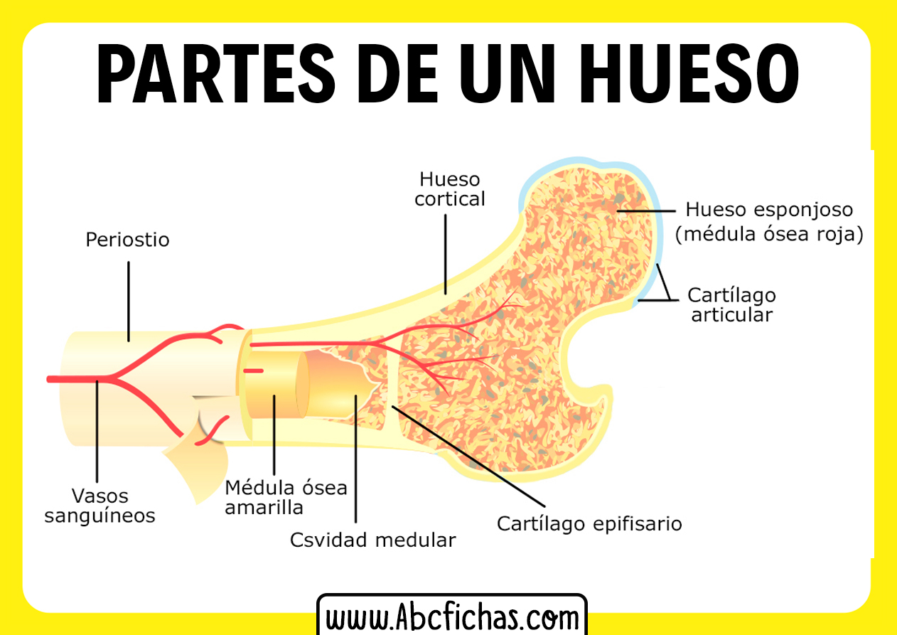 Anatomia de un hueso