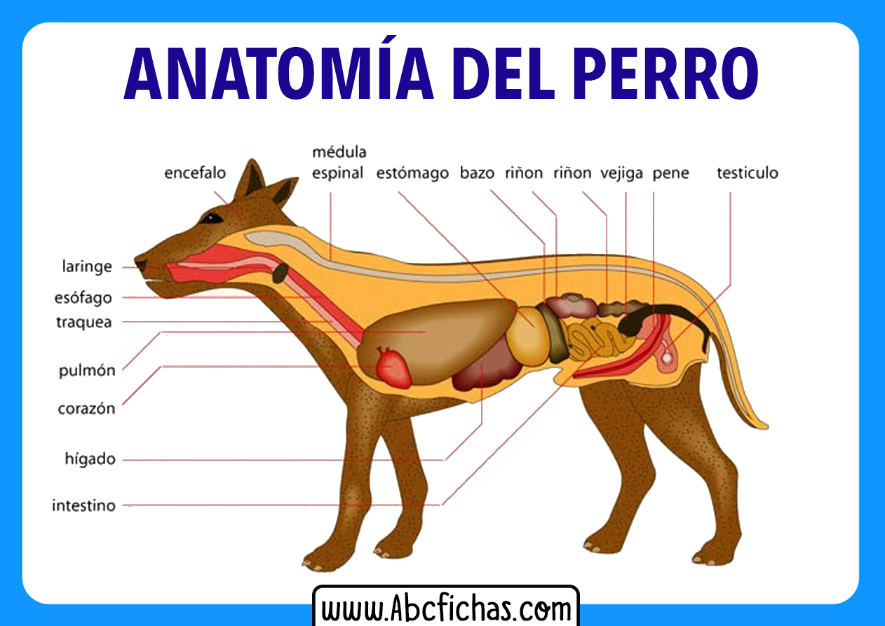 Anatomia de un perro