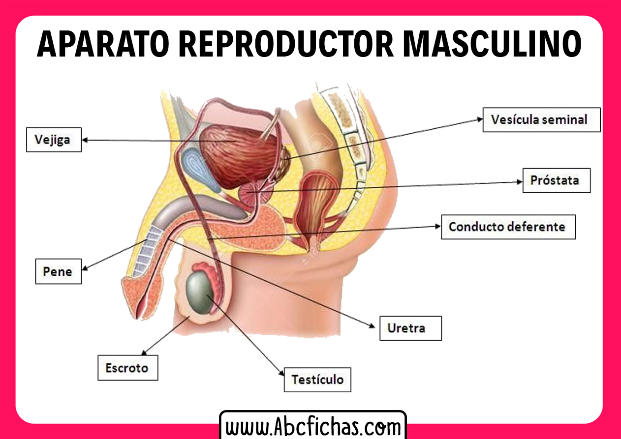 Anatomia del aparato reproductor masculino