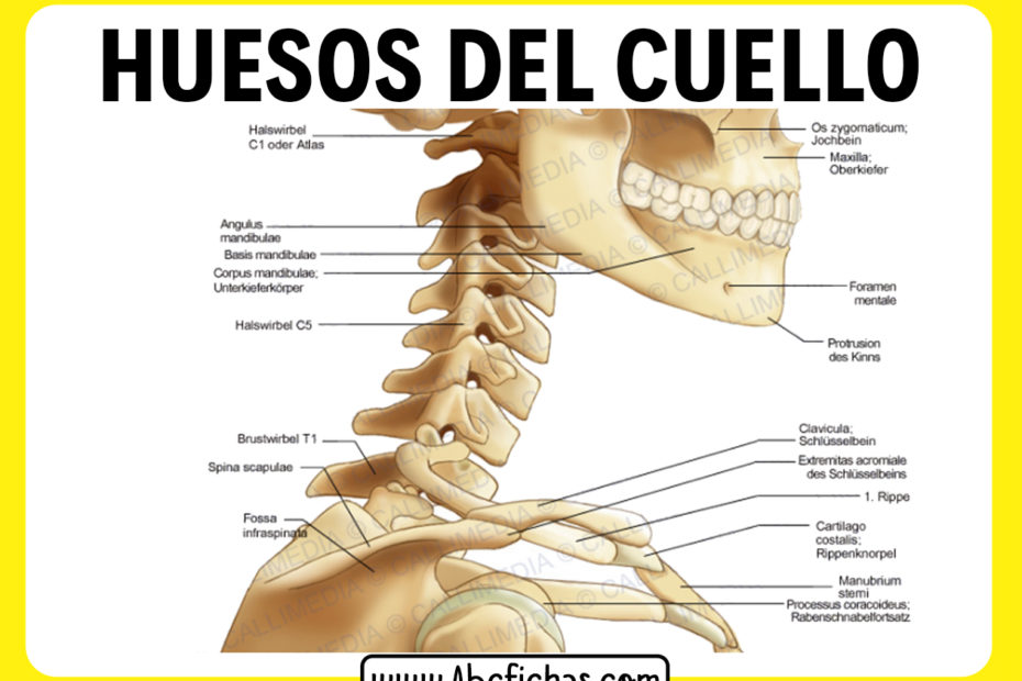 Anatomia del cuello