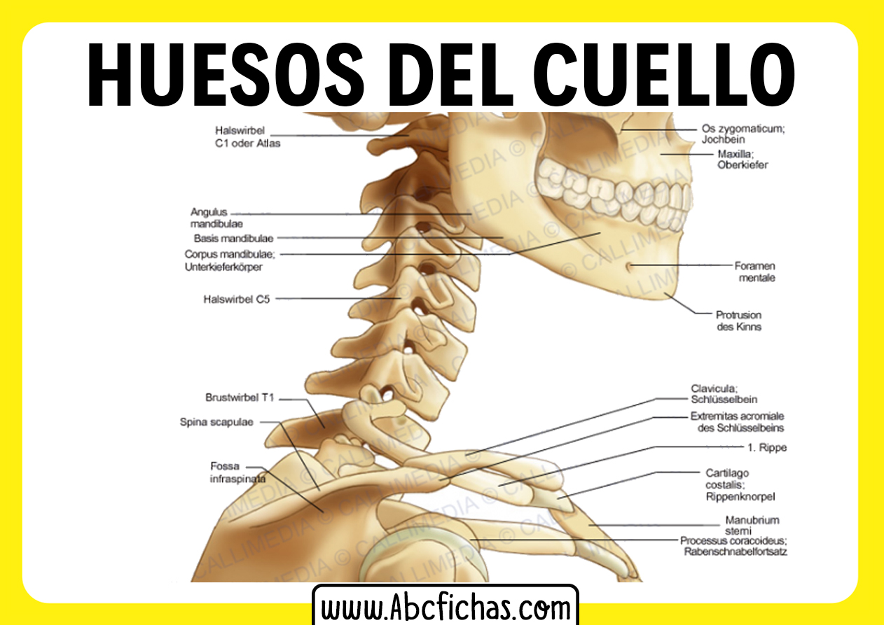 Anatomia del cuello