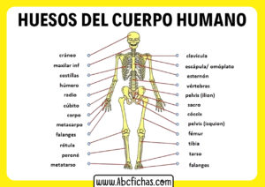 Anatomia del cuerpo humano y huesos