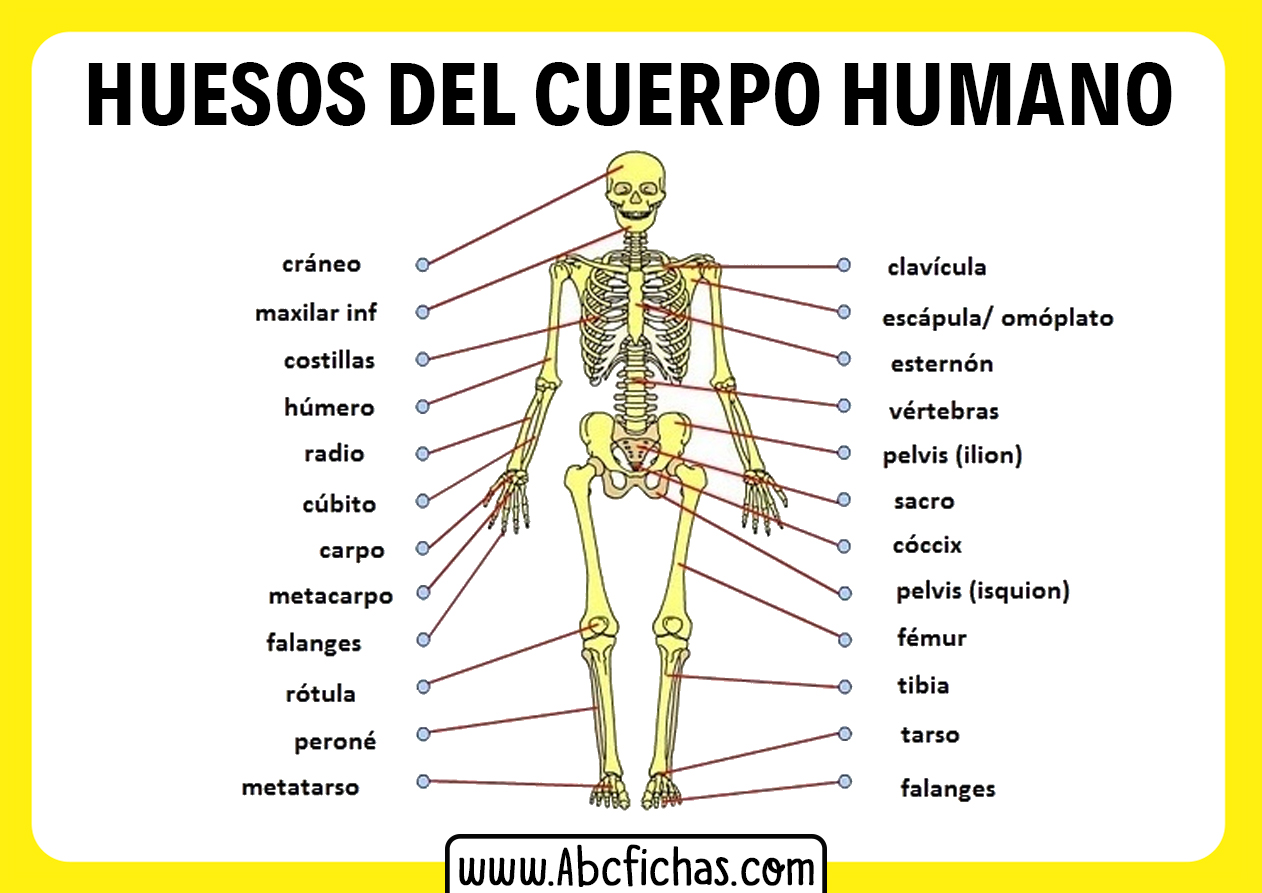 7 Ideas De Cuerpo Humano Anatomia Humana Huesos Anatomia Y - Reverasite