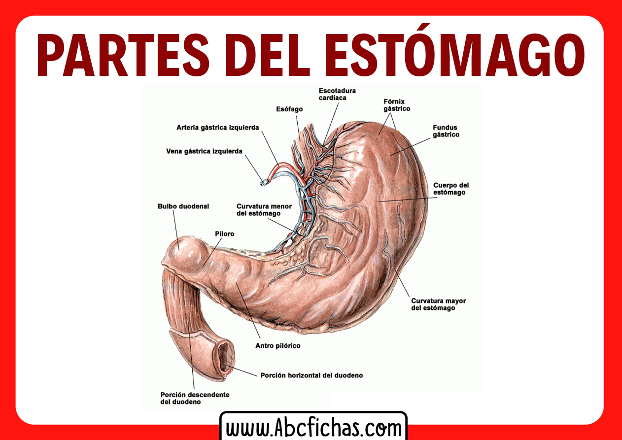 Porque tengo nervios en el estomago