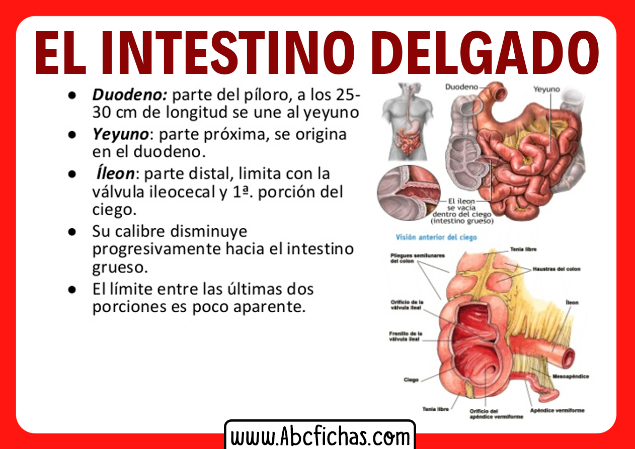Anatomia del intestino delgado