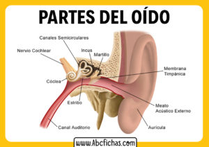 Anatomia del oido