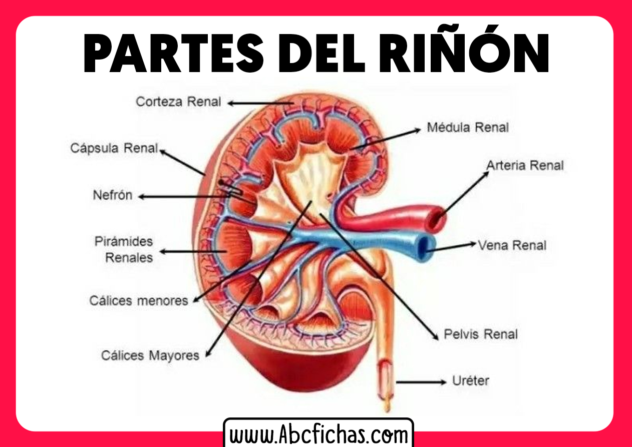 Franco Insustituible Email Anatomia del riñon - ABC Fichas