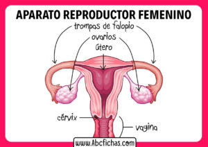 Anatomia del aparato reproductor femenino