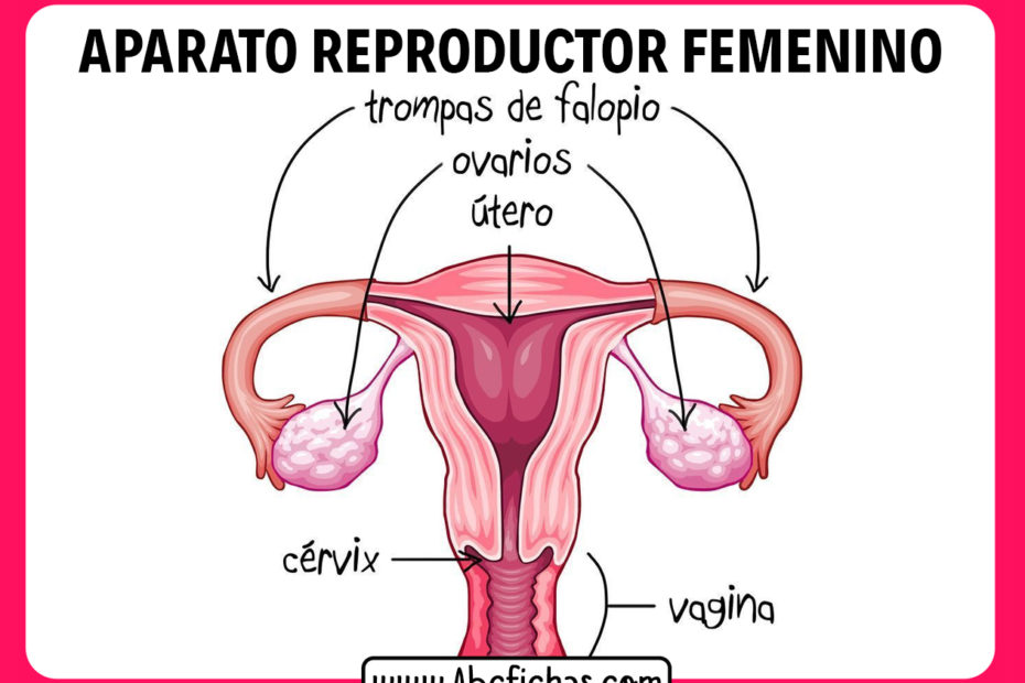 Anatomia del aparato reproductor femenino