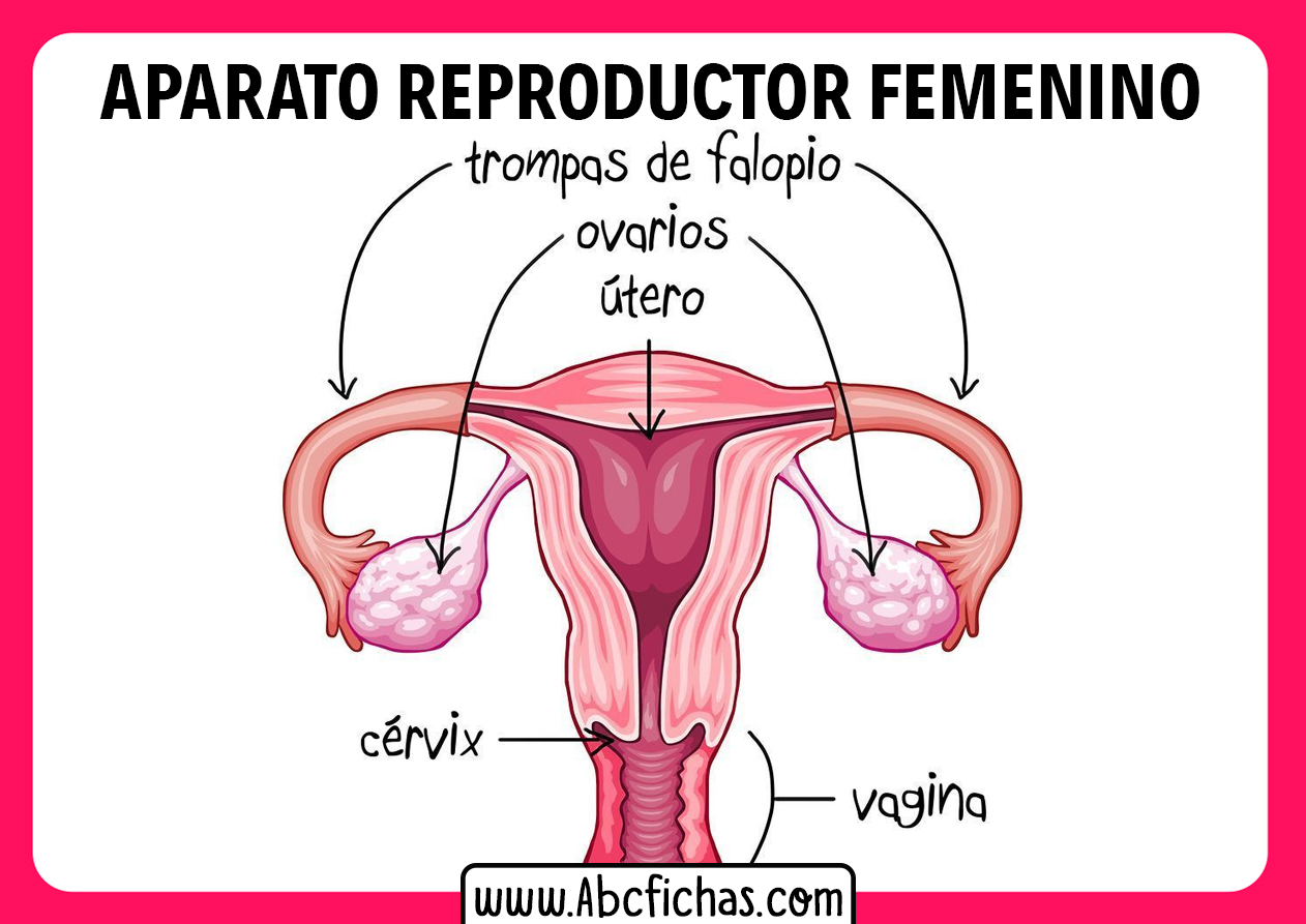 Anatomia del aparato reproductor femenino