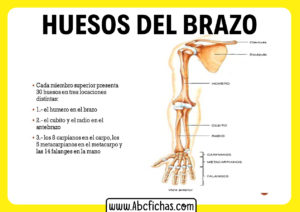 Anatomia del brazo humano