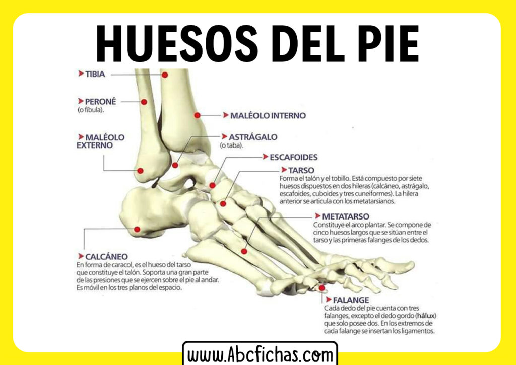 Anatomia del pie - ABC Fichas