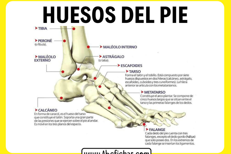 Anatomia del pie