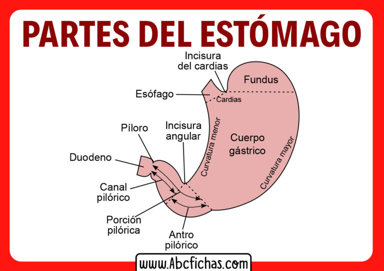 Anatomía interna, función y partes del Estómago