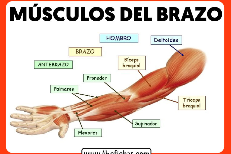 Anatomia y musculos del brazo