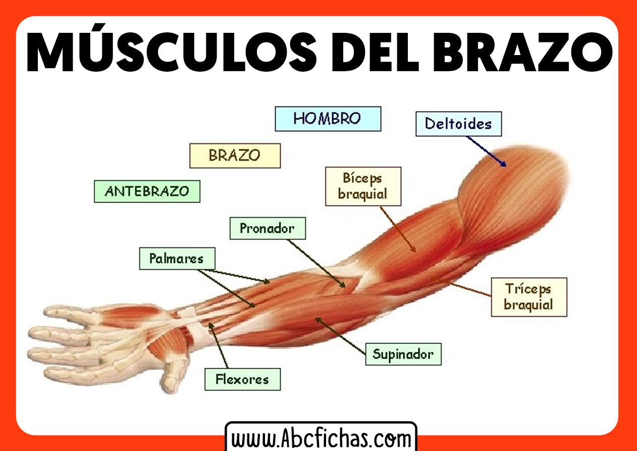 Anatomía Y Músculos Del Brazo Abc Fichas