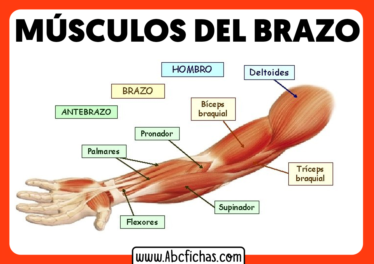 Como se hace el brazo gitano