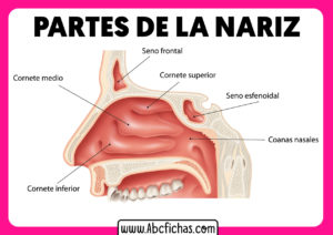Anatomia y partes de la nariz
