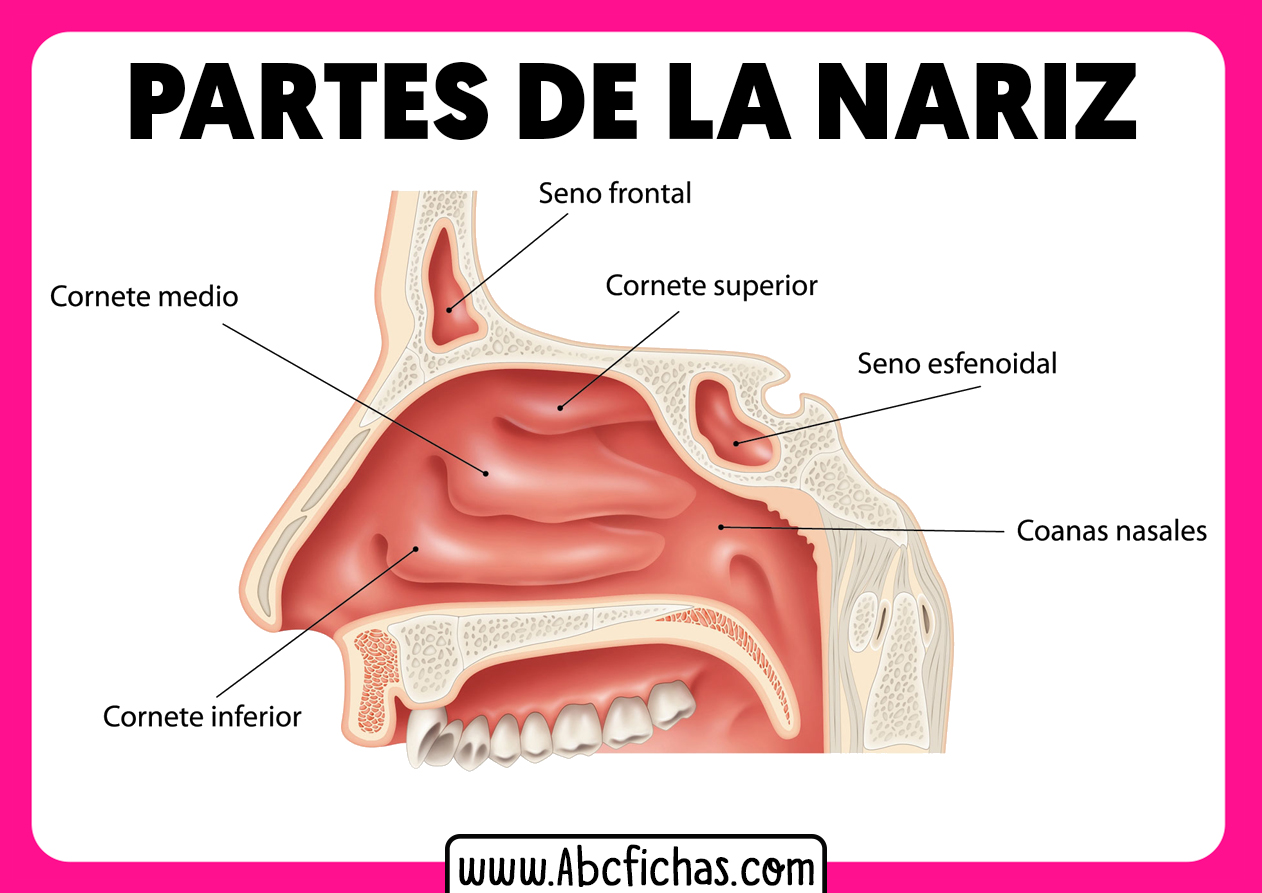 Anatomia y partes de la nariz