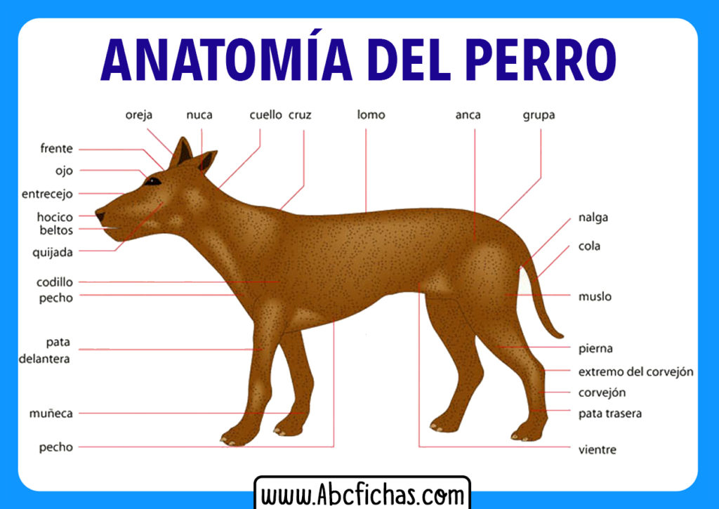 Anatomia y partes de un perro - ABC Fichas