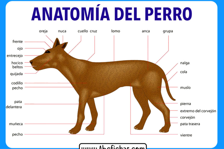 Anatomia y partes de un perro