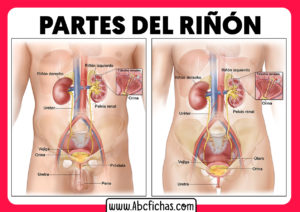 Anatomia y partes de un riñon