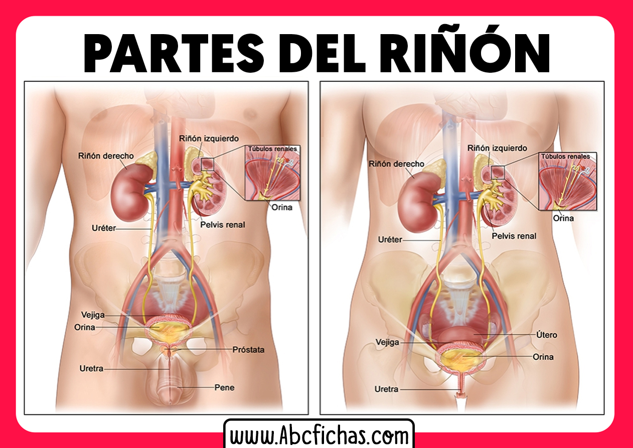 Anatomia y partes de un riñon