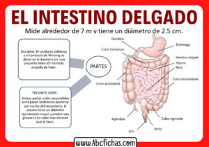 Anatomia y partes del intestino delgado