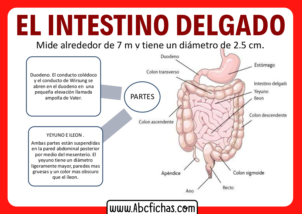 Parte central intestino delgado