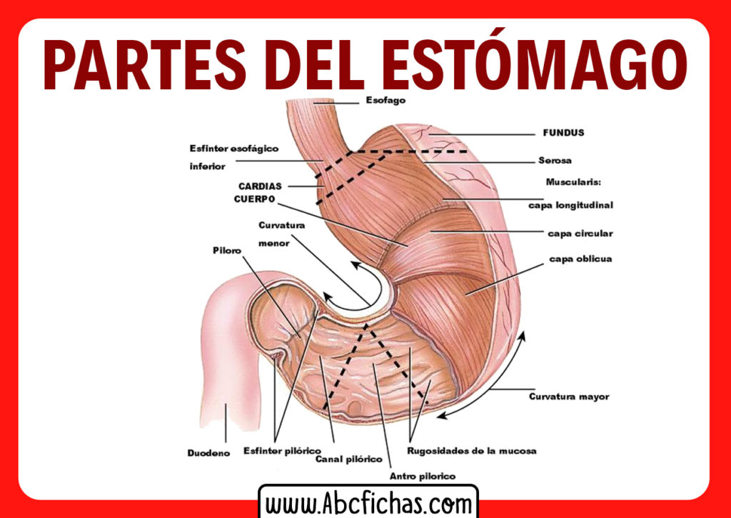 Platano es bueno para el estomago