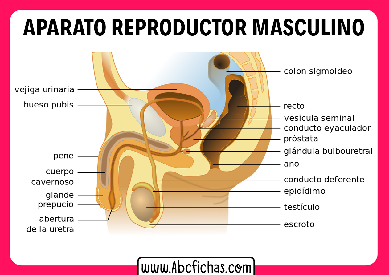 Aparato reproductor masculino