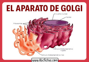 Aparato de golgi y sus partes